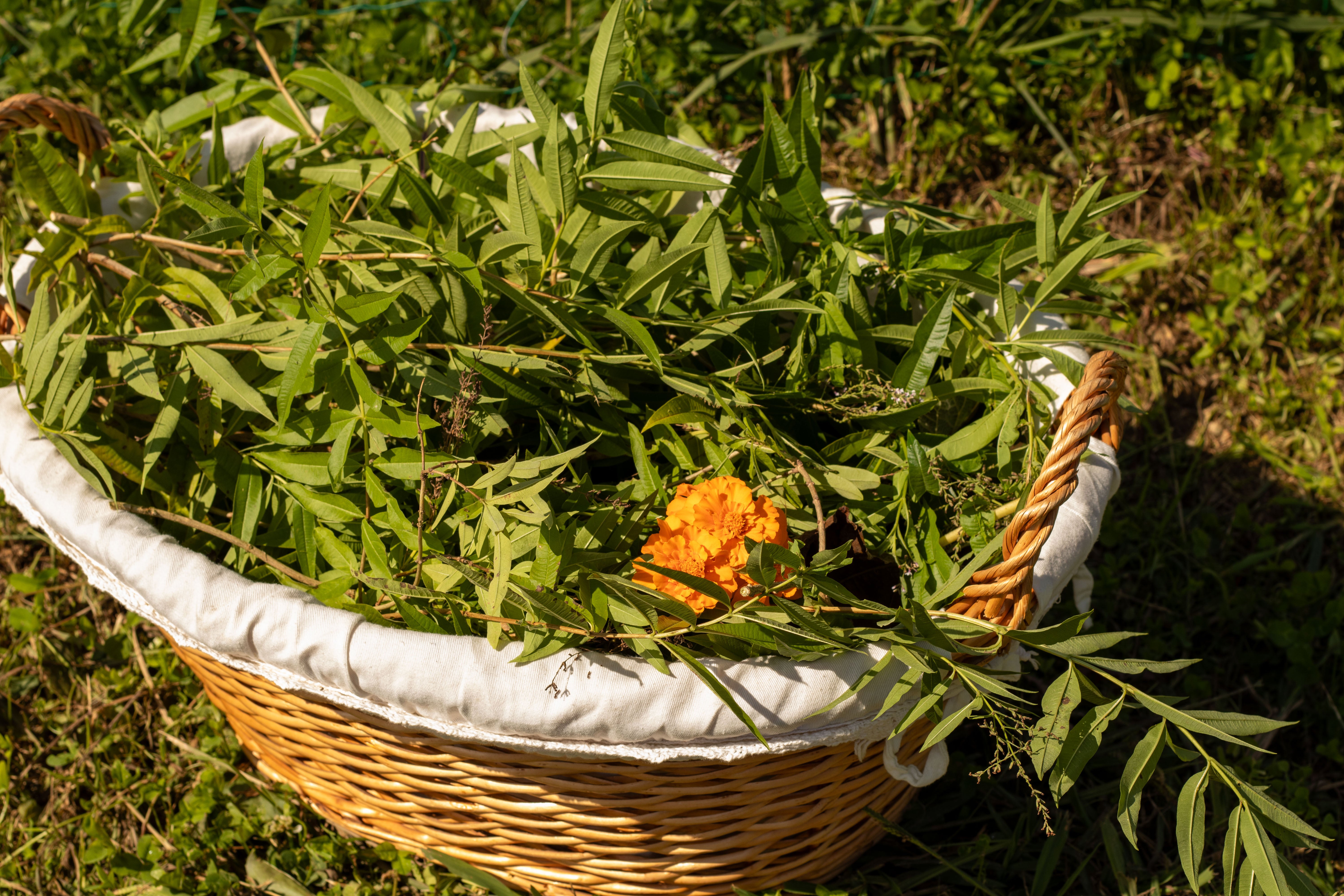 La Marieta Tea